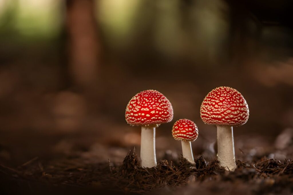 Amanita Muscaria