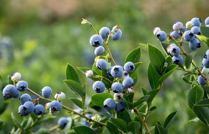 Wild Blueberries